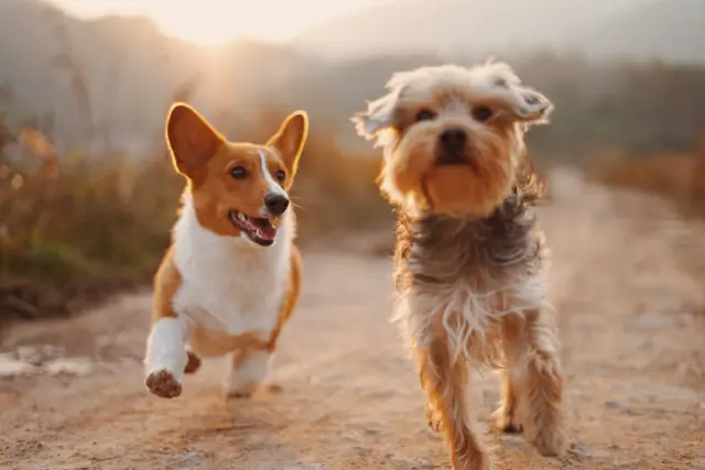 Dogs Running through Field