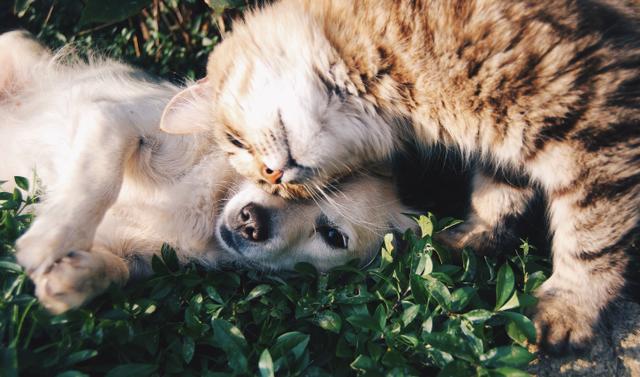 Dog and Cat Cuddle in Field