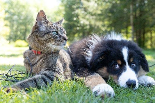 Dog and Cat in Field